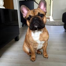 Fransk bulldog Uffe (Helvedeshunden fra Mordor)