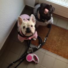 Mops Bimsen