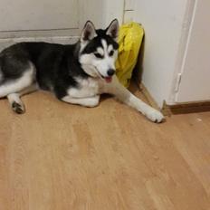 Siberian husky Rocky