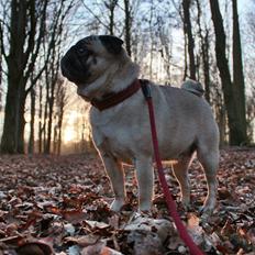 Mops Zoe - Rullepølsen