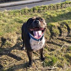 Staffordshire bull terrier Kay