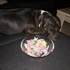 Staffordshire bull terrier Kay