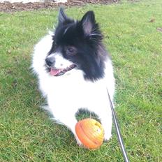 Volpino italiano Fotti 