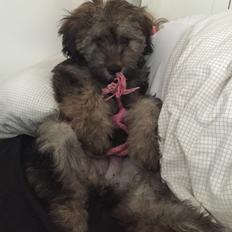 Blanding af racer Nelly 