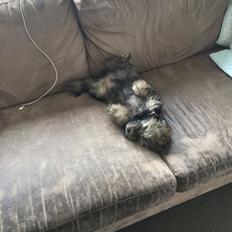 Blanding af racer Nelly 