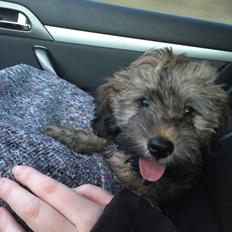 Blanding af racer Nelly 