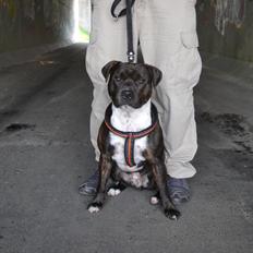 Staffordshire bull terrier Kay
