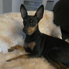 Dvaergpinscher Vappe