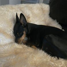 Dvaergpinscher Vappe