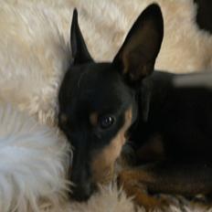 Dvaergpinscher Vappe