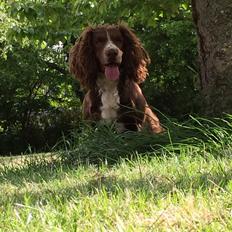 Field Trial Cockerspaniel Kennel leadways Brown suger 