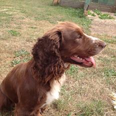 Field Trial Cockerspaniel Kennel leadways Brown suger 
