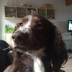 Field Trial Cockerspaniel Kennel leadways Brown suger 