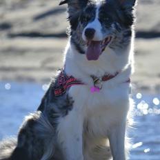 Australian shepherd Joya 31.03.2010-20.04.2019
