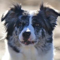 Australian shepherd Joya 31.03.2010-20.04.2019