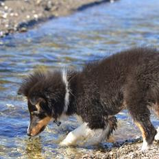 Shetland sheepdog Hovsa