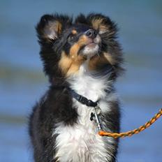Shetland sheepdog Hovsa