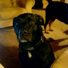 Blanding af racer Becky