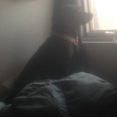 Blanding af racer Becky