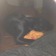 Blanding af racer Becky