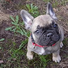 Fransk bulldog Charlie