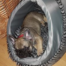 Fransk bulldog Charlie