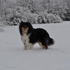 Collie langhåret R.I.P Kiitos