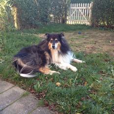 Collie langhåret R.I.P Kiitos