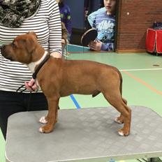 Staffordshire bull terrier Joddricks Devils Dream - Argo