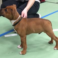 Staffordshire bull terrier Joddricks Devils Dream - Argo