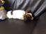 Papillon Oscar  - 10 uger