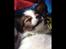 Papillon Oscar  - 10 uger