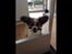 Papillon Oscar  - 14 uger