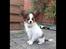 Papillon Oscar  - 14 uger
