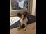 Papillon Oscar  - 18 uger