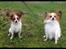 Papillon Oscar  - 23 uger