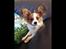 Papillon Oscar 