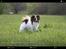 Papillon Oscar 