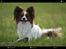 Papillon Oscar  - 20 måneder