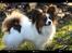 Papillon Oscar 