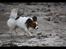 Papillon Oscar  - 22 måneder