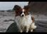 Papillon Oscar  - 22 måneder