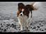 Papillon Oscar  - 22 måneder