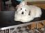 Coton de tulear Gibson