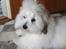 Coton de tulear Gibson