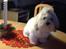 Coton de tulear Gibson