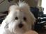 Coton de tulear Gibson