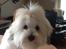 Coton de tulear Gibson