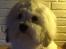 Coton de tulear Gibson