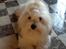 Coton de tulear Gibson